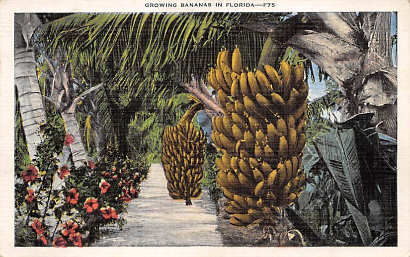 Banana Trees FL