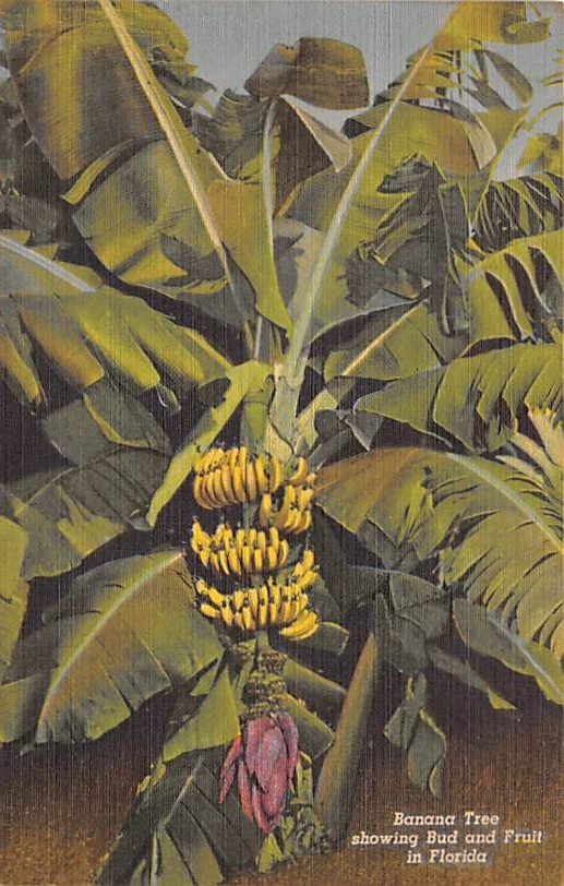 Banana Trees FL