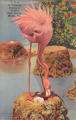 Flamingos FL