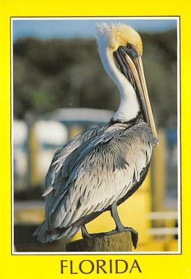 Pelicans FL