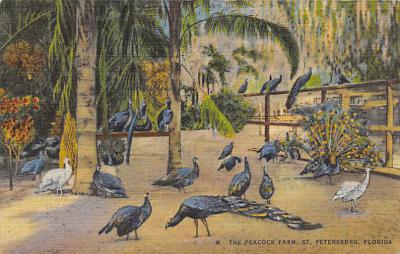 Peacocks FL