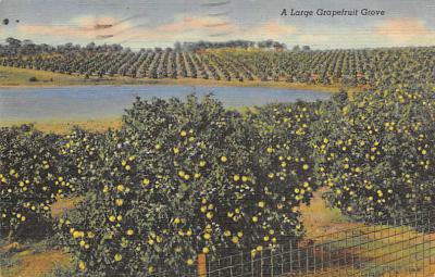 Grapefruit Groves FL