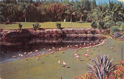 Flamingos FL
