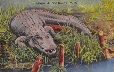Alligator FL
