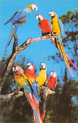 Parrots FL