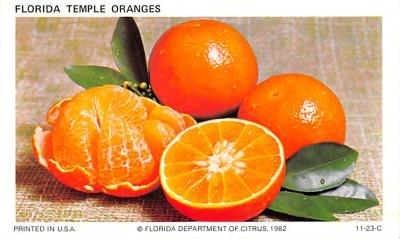 Orange Groves FL