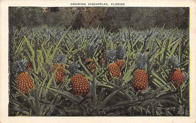 Pineapple FL