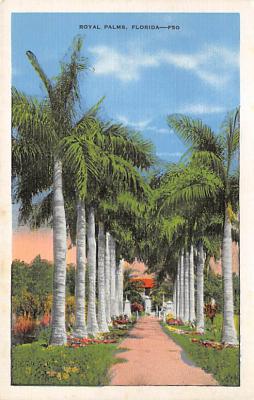 Palm Trees FL
