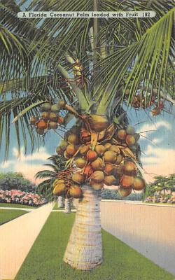 Coconut Palm Trees FL