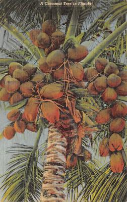 Coconut Palm Trees FL