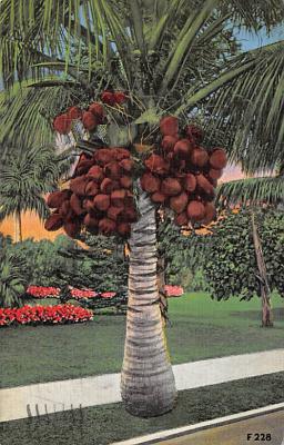 Coconut Grove FL