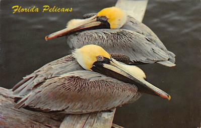 Pelicans FL