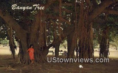 Banyan Tree - Maui, Hawaii HI Postcard