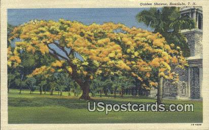 Golden Shower - Honolulu, Hawaii HI Postcard