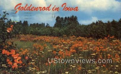Goldenrod in Iowa - Des Moines Postcard