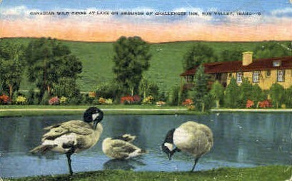 Canadian Wild Geese at Lake - Sun Valley, Idaho ID Postcard