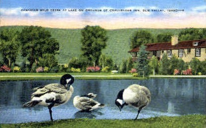 Canadian Wild Geese at Lake - Sun Valley, Idaho ID Postcard