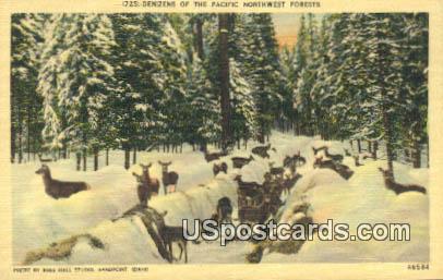 Pacific Northwest Forests, Idaho Postcard      ;            Pacific Northwest Forests, ID