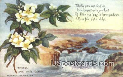 Syringa - State Flower, Idaho ID Postcard