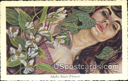 Idaho State Flower Postcard