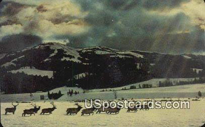 Elk or Wapiti - North Idaho Postcards, Idaho ID Postcard