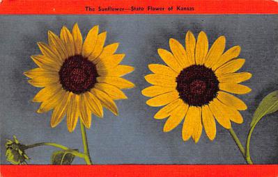 Kansas State Flower KS