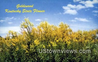 Golden Rod - Misc, Kentucky KY Postcard