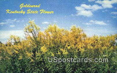Goldenrod, State Flower - Misc, Kentucky KY Postcard