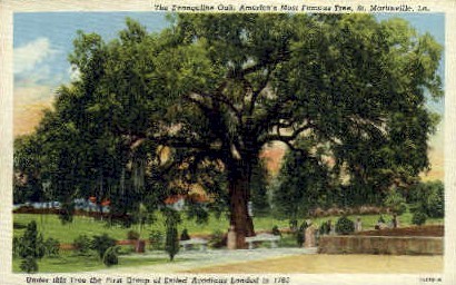 The Evangline Oak - Saint Martinville, Louisiana LA Postcard
