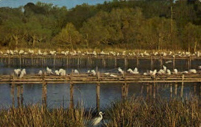 Bird Senctuary  - Avery Island, Louisiana LA Postcard