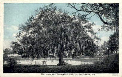 Evangeline Oak  - Saint Martinville, Louisiana LA Postcard