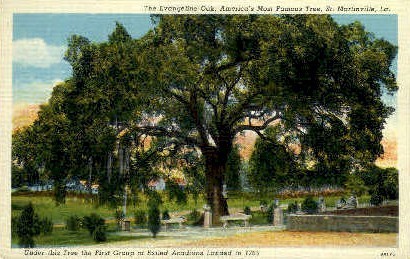 Evangleline Oak - Saint Martinville, Louisiana LA Postcard