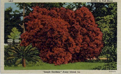 Jungle Gardens  - Avery Island, Louisiana LA Postcard