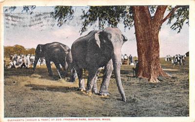 Elephants at the Zoo Boston, Massachusetts Postcard