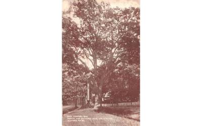 Olde Bedford Oak Massachusetts Postcard