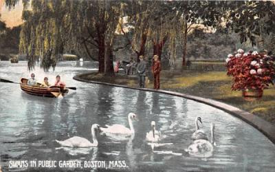 Swans in Public Garden Boston, Massachusetts Postcard