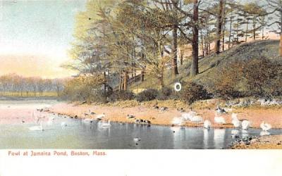 Fowl at Jamaica Pond Boston, Massachusetts Postcard