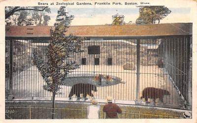 Bears at Zoological Garden Boston, Massachusetts Postcard