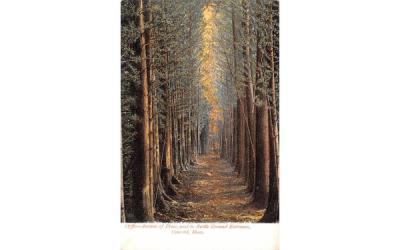 Avenue of Pines Concord, Massachusetts Postcard