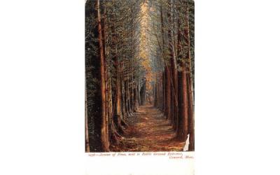 Avenue of Pines Concord, Massachusetts Postcard