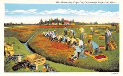 Harvesting Cape Cod Cranberries Massachusetts Postcard