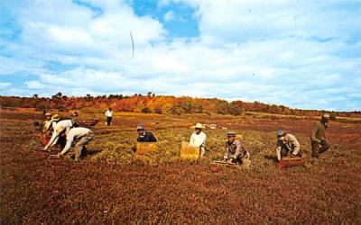 Harvesting Cranberries  Cape Cod, Massachusetts Postcard