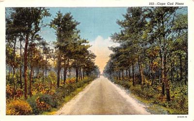 Cape Cod Pines Massachusetts Postcard