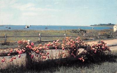 Roses on Rail Fence Chatham, Massachusetts Postcard