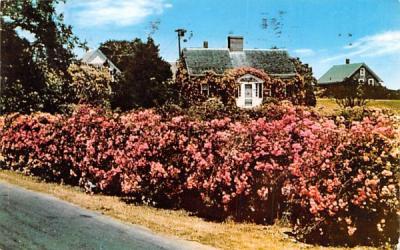 A Rose Covered Cottage Chatham, Massachusetts Postcard