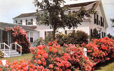 Roses on Cape Cod Chatham, Massachusetts Postcard