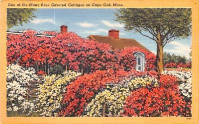 One of the Many Rose Covered Cottages Cape Cod, Massachusetts Postcard