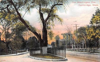 The Washington Elm Cambridge, Massachusetts Postcard