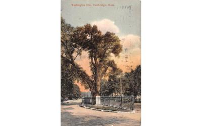 Washington Elm Cambridge, Massachusetts Postcard