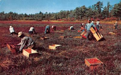 Cranberry Picking Time Cape Cod, Massachusetts Postcard
